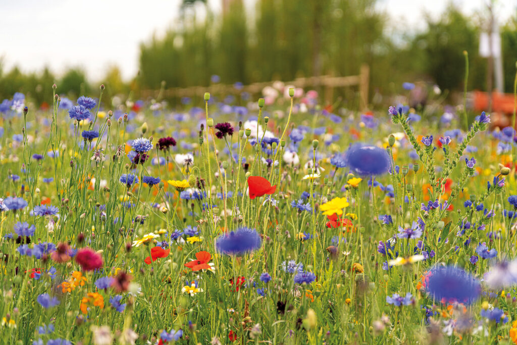 Eine bunte Blumenwiese
