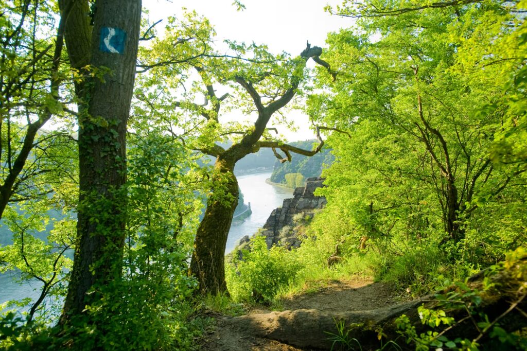 Ein Trail führt zu einem Fluss ins Tal, umgeben von grünen Bäumen