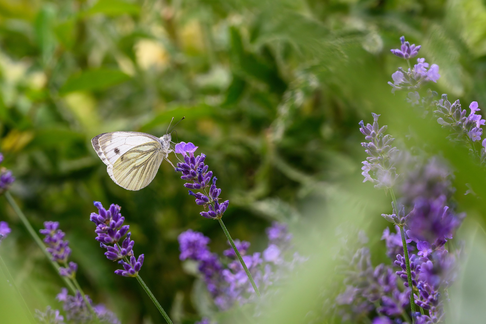 Ein Schmetterling in einem Lavendelfeld