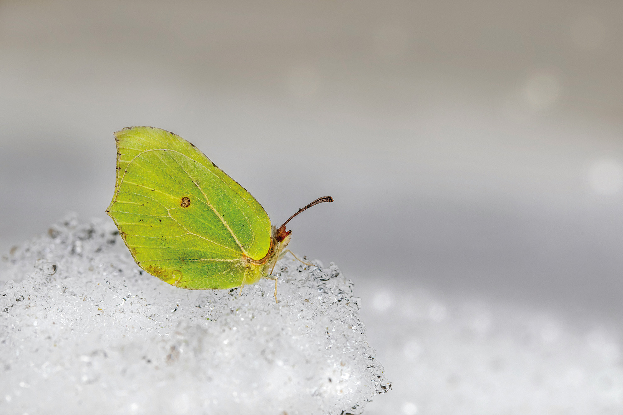 sliderimage-Zitronenfalter sind selbst bei
frostigen Temperaturen zu sehen.