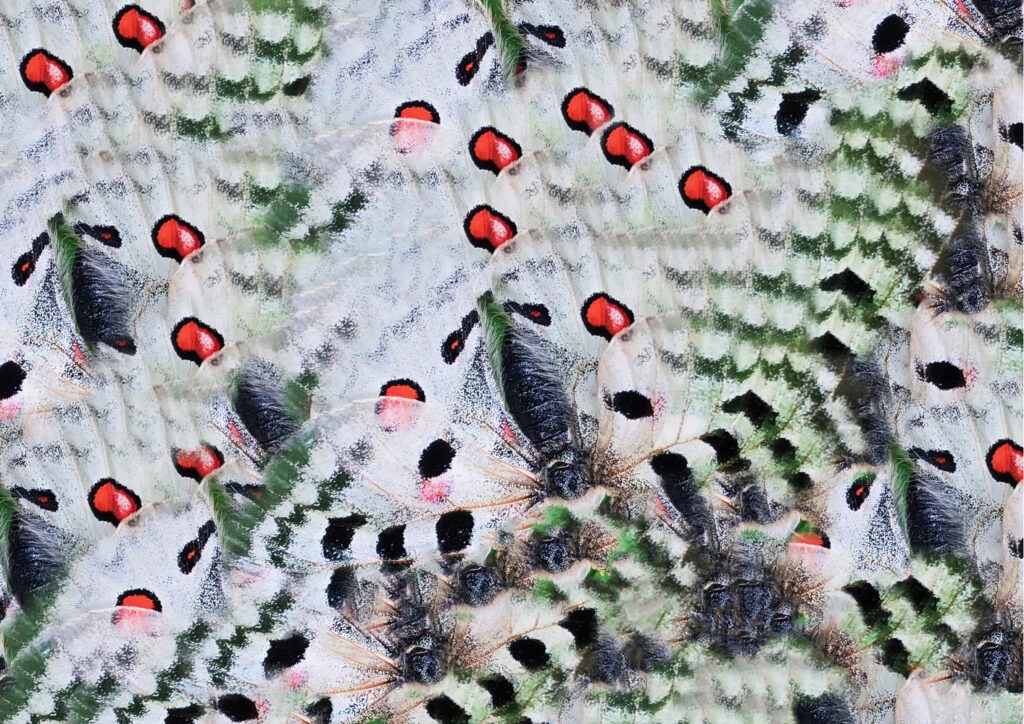 Nahaufnahme mehrerer Schmetterlinge mit roten Flecken und weißen Flügelansätzen, die ein dichtes, musterartiges Bild ergeben.