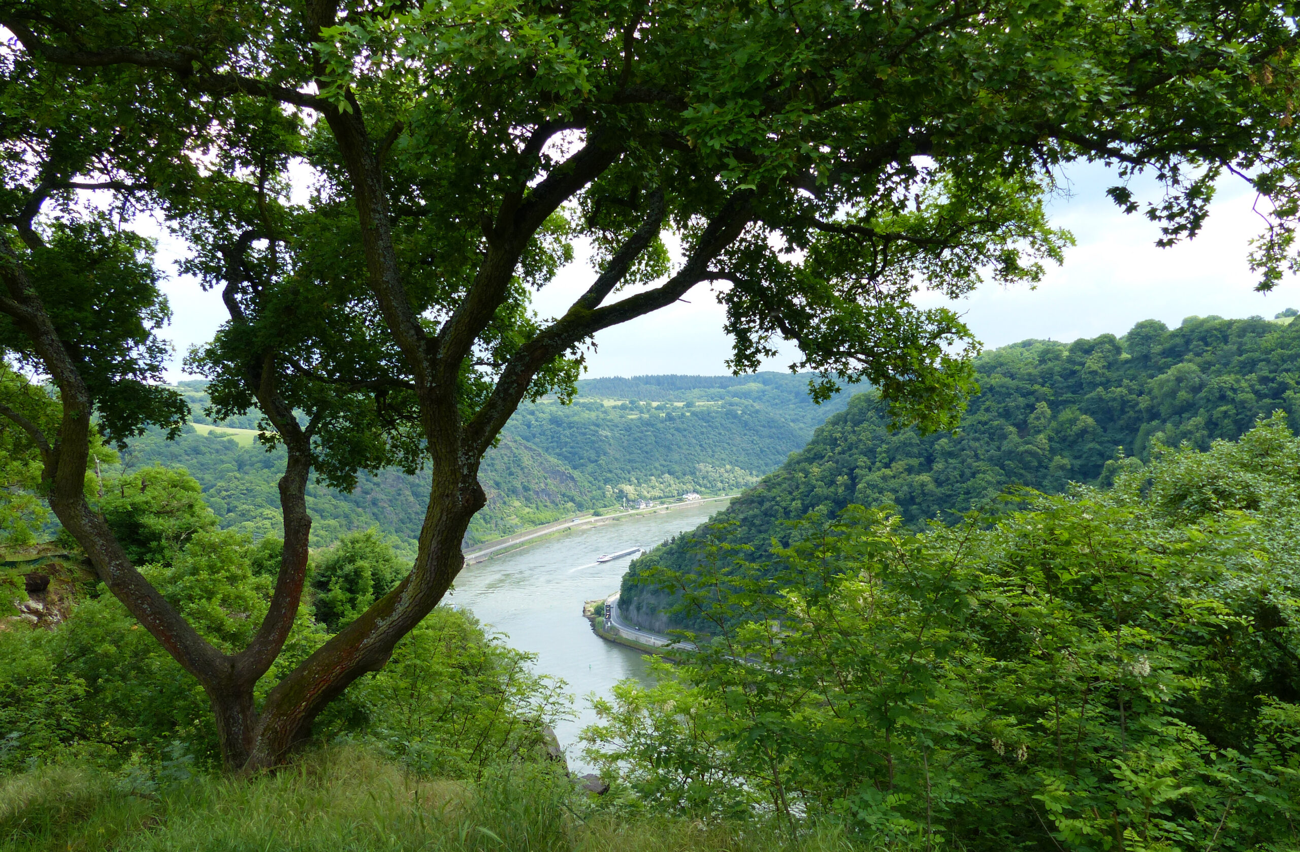 Blick durch grüne Bäume auf den Rhein und die bewaldeten Hänge des Mittelrheintals.